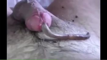 一名阳痿早泄的骚男用活体蚯蚓虫交阳茎偏方治疗勃起视频