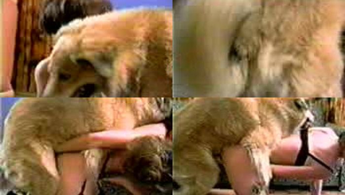 两名骨干人兽美妇被大公狗强势后入兽交爽的不停大声淫叫视频